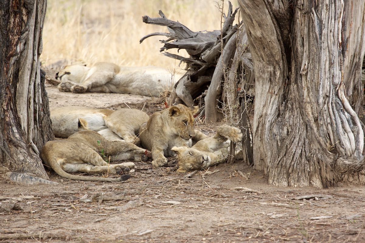 South luangwa 25