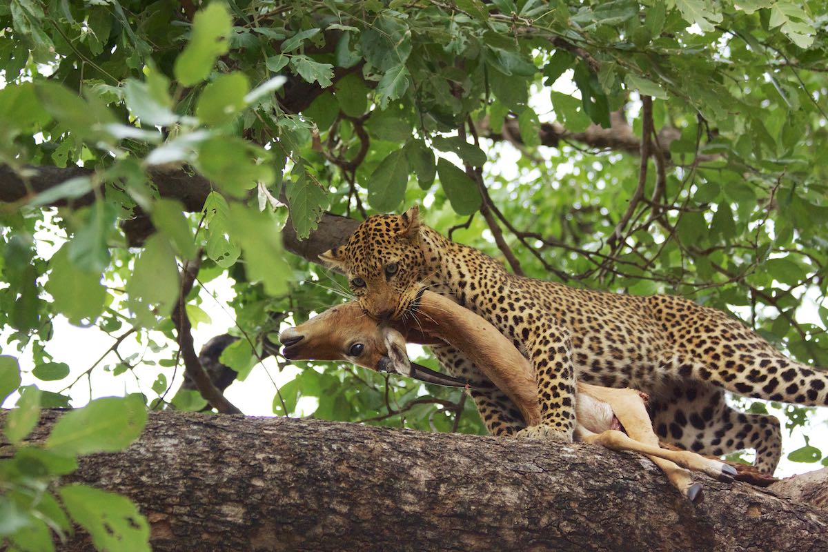 South luangwa 34