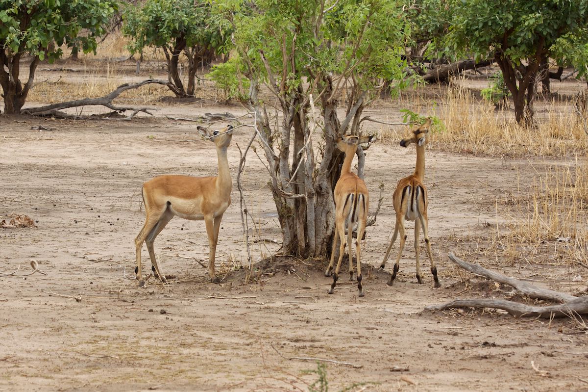 South luangwa 38