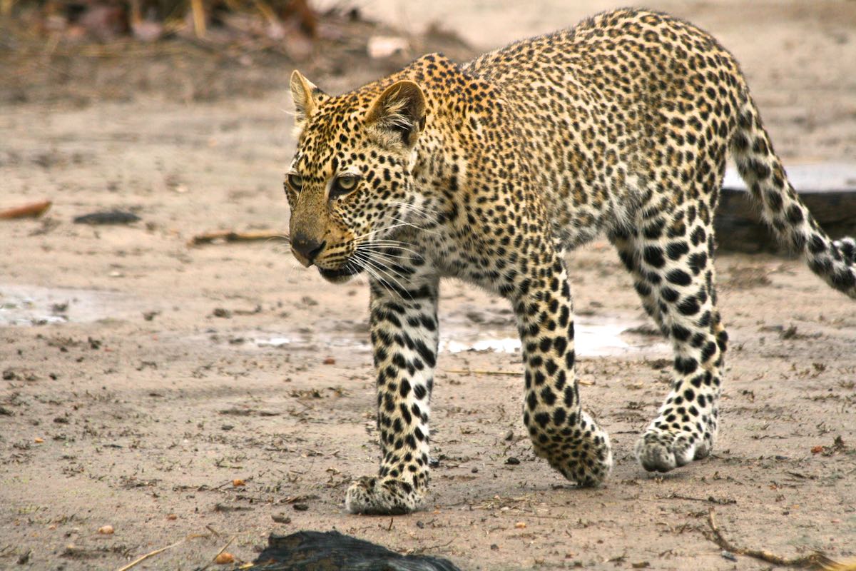 South luangwa 64