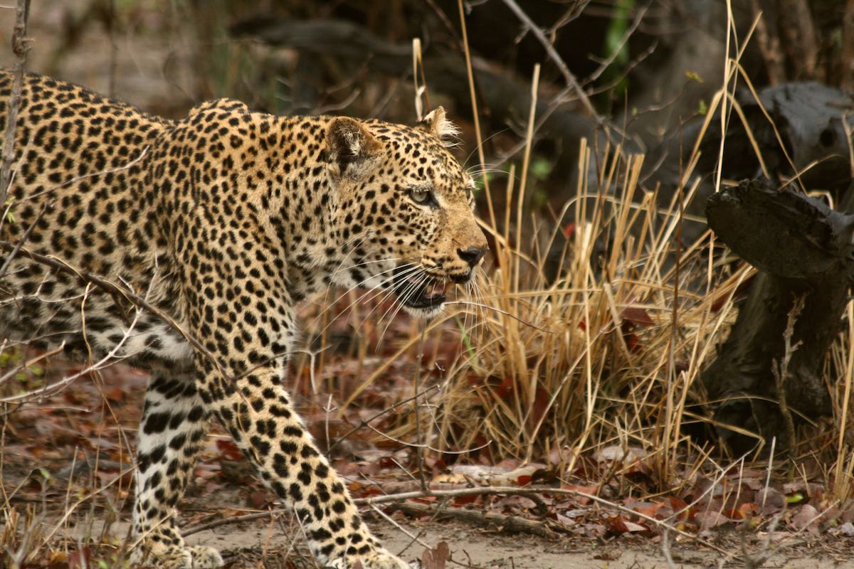 South luangwa 65