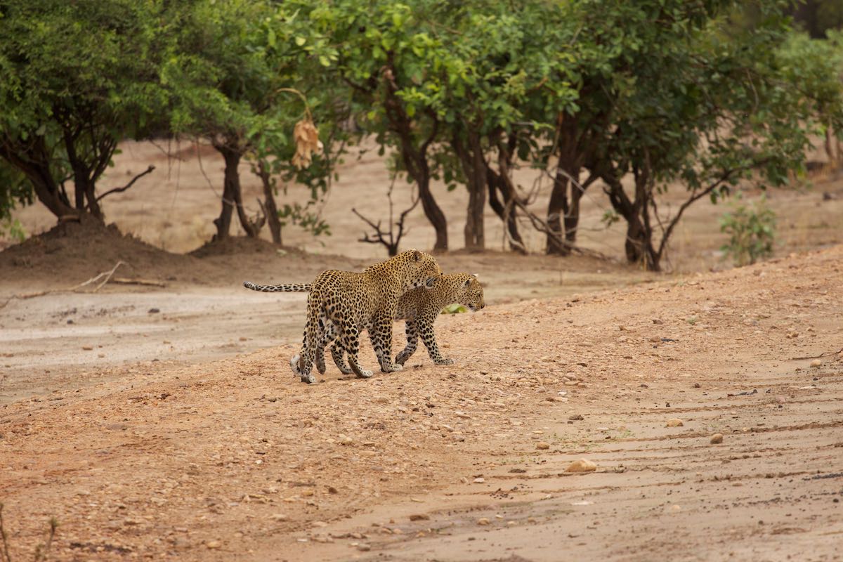South luangwa 9