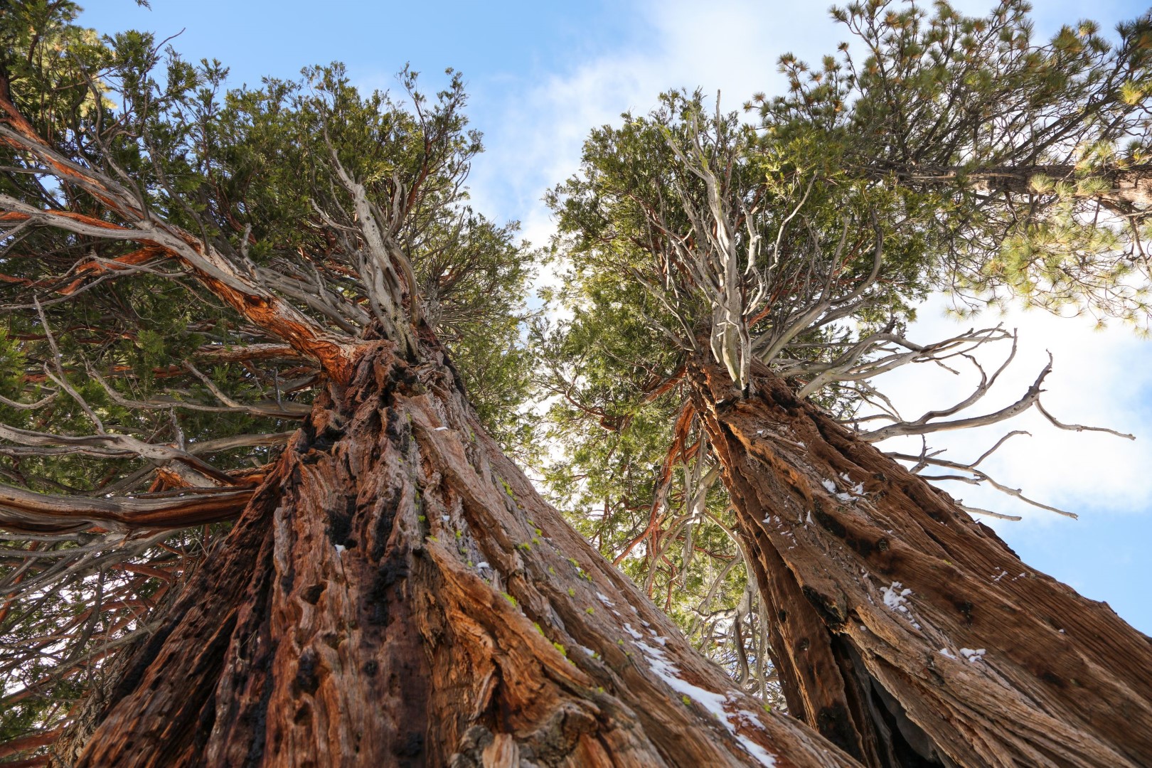 Redwoods