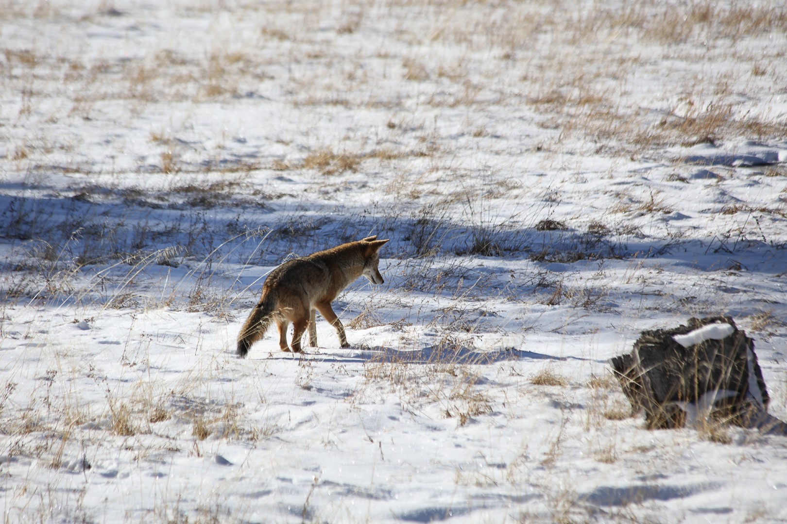 Coyote